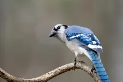 35