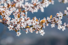 peach-blossoms-8611337_1280